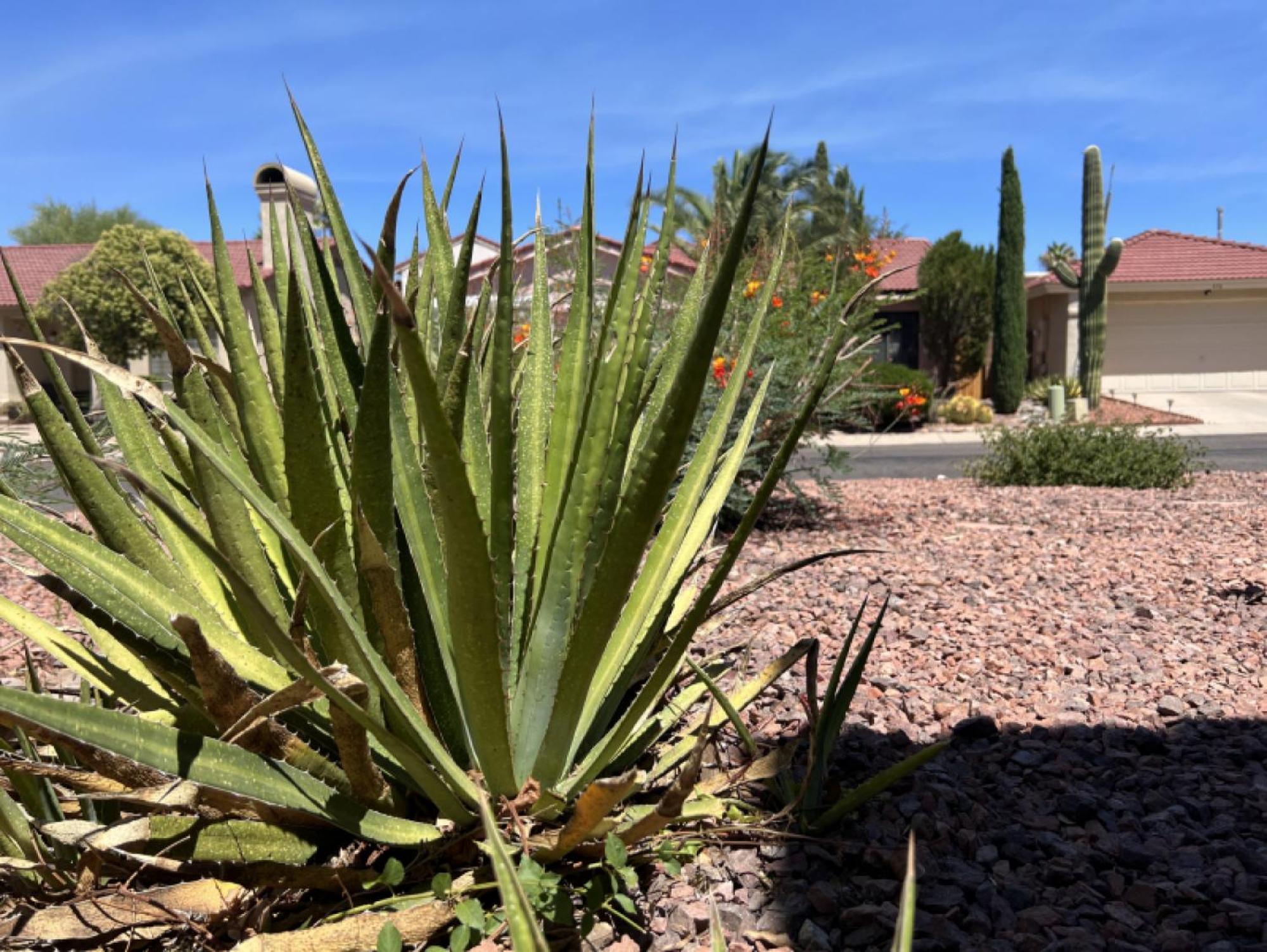 Private Home - Billiards, Mountain Views, Private Desert Access, Hoa Pool & Spa, Bbq, At Lambert Park - Bourbondale Tucson Exterior foto