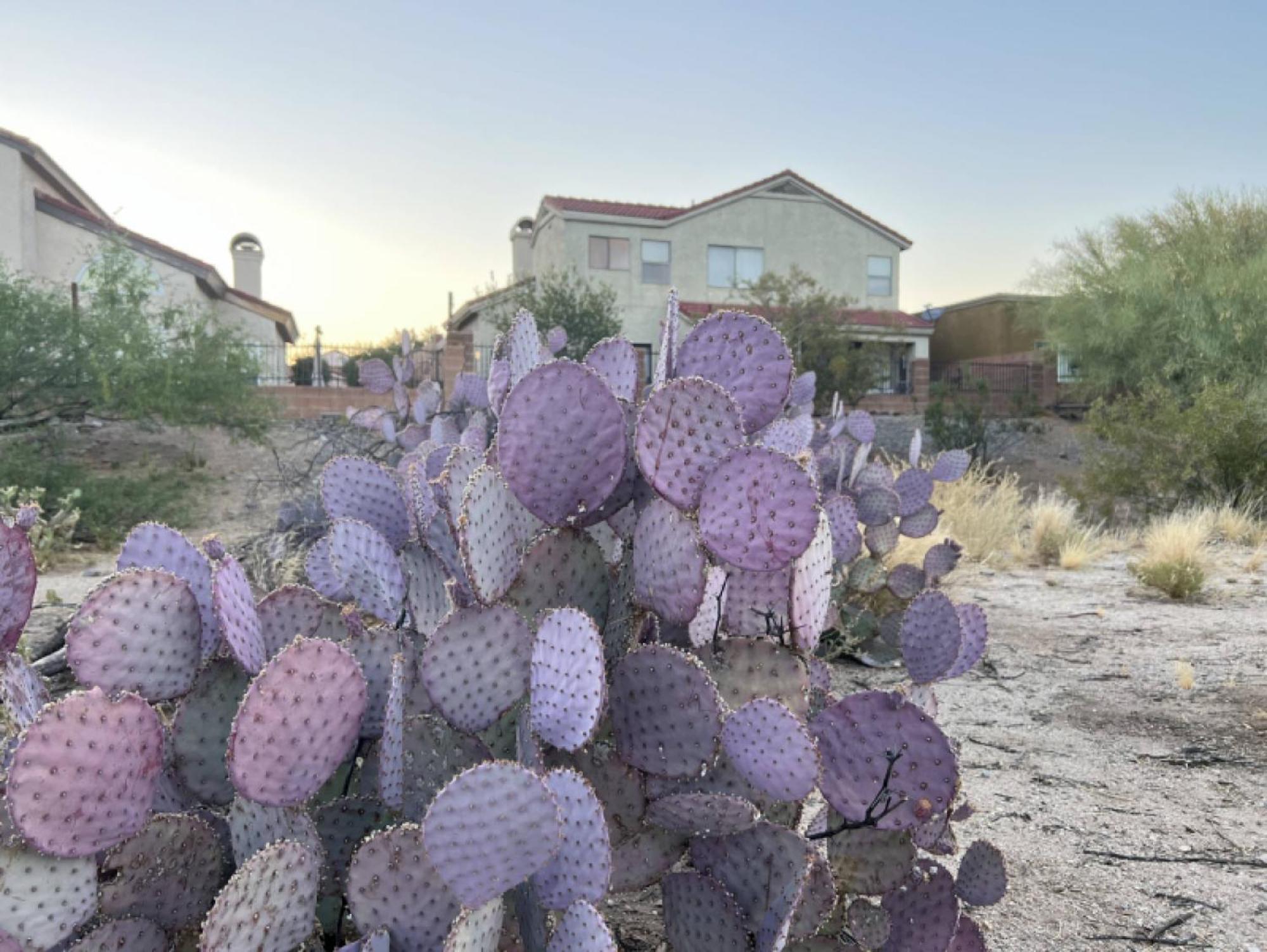 Private Home - Billiards, Mountain Views, Private Desert Access, Hoa Pool & Spa, Bbq, At Lambert Park - Bourbondale Tucson Exterior foto